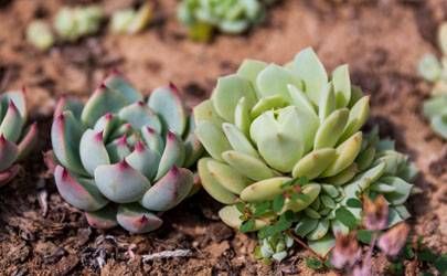 家里开花预示好运是真的吗 代表什么兆头插图