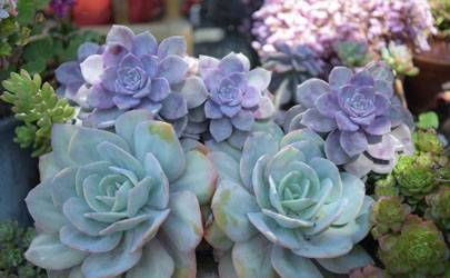 虎和狗为什么是上婚 感情恩爱婚姻和睦插图