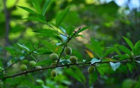 八字最厉害的是七杀和伤官 八字暗合好不好缩略图 八字最厉害的是七杀和伤官 八字暗合好不好