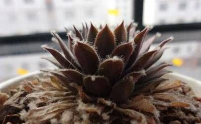 手相感情线两条线相交好不好 手相感情线与命运线相交插图