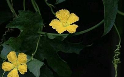 堕胎是命中注定还是缘分不到 缘分到底是不是天注定的插图