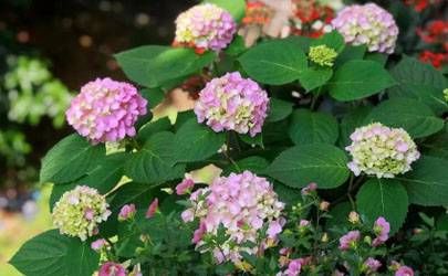 属牛的人中秋节出生命好吗？牛年中秋节出生怎么样插图