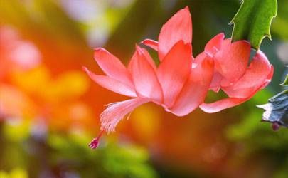 牛宝宝几月备孕 要生牛宝宝几月备孕插图
