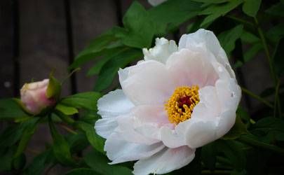 腊八节熬腊八粥是为了纪念谁 四个传说插图