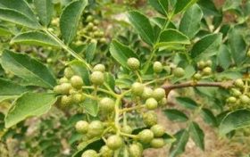 宝宝一胎属牛二胎属羊好吗?牛和羊的生肖配对缩略图 宝宝一胎属牛二胎属羊好吗?牛和羊的生肖配对