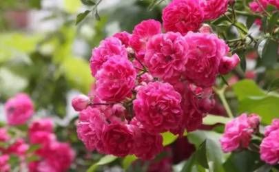 女性左颧骨有痣代表什么 男女左右颧骨有痣含义插图