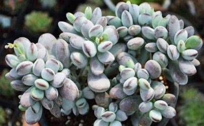 富贵手相的6种奇纹 手相最旺的四种纹插图