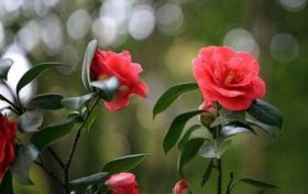 什么属相不能要虎宝宝?属虎几月份出生比较好?缩略图 什么属相不能要虎宝宝?属虎几月份出生比较好?