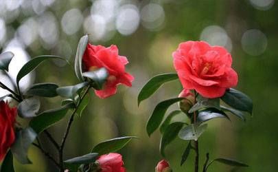 什么属相不能要虎宝宝？属虎几月份出生比较好？插图