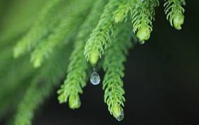 宝宝一胎是蛇二胎是羊好吗? 头胎属蛇二胎属羊好吗缩略图 宝宝一胎是蛇二胎是羊好吗? 头胎属蛇二胎属羊好吗