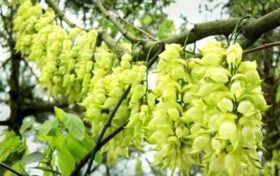 93年属鸡什么颜色旺财 93年属鸡忌讳什么颜色?缩略图 93年属鸡什么颜色旺财 93年属鸡忌讳什么颜色?