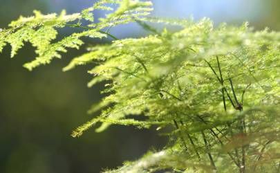 癸卯年出生人的命运详解 2023年癸卯年出生命运插图