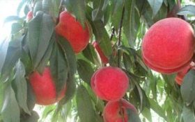 甲木2023桃花运 甲木命局吉在姻缘缩略图 甲木2023桃花运 甲木命局吉在姻缘