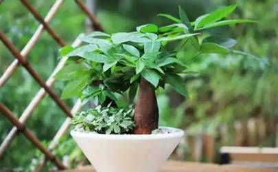 唯一能治住摩羯的星座 能把摩羯座吃得死死的插图