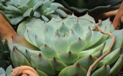 城头土命跟白蜡金命适合在一起过日子吗？ 城头土命跟白蜡金命感情稳定插图