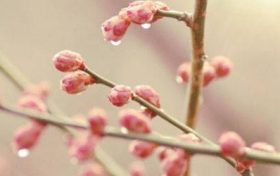 属龙的今年多大2023 属龙的五行是什么