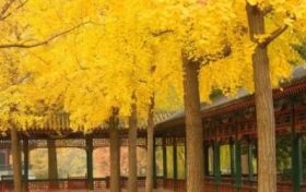 属兔本命年可以戴黄金首饰吗2023兔年本命年带黄金好吗缩略图 属兔本命年可以戴黄金首饰吗2023兔年本命年带黄金好吗