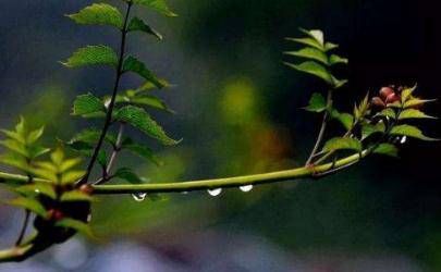 咸池桃花是不是烂桃花？墙内外桃花的查询方法插图