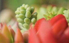虎年七月份出生的宝宝好吗 七月出生宝宝性格如何缩略图 虎年七月份出生的宝宝好吗 七月出生宝宝性格如何