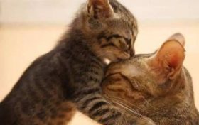 布偶猫是招财猫吗 会让运势变好缩略图 布偶猫是招财猫吗 会让运势变好
