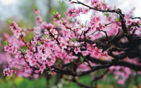 八字怎么看桃花运来临 八字看桃花运何时出现缩略图 八字怎么看桃花运来临 八字看桃花运何时出现