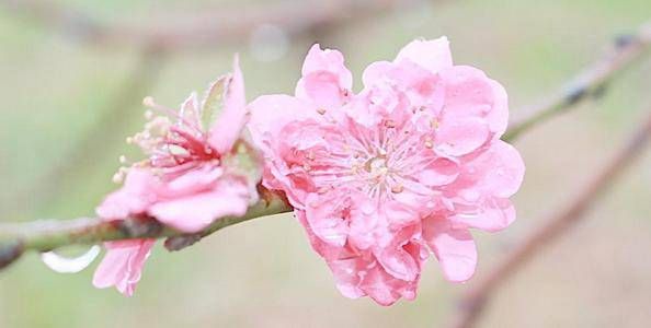 滚浪桃花是什么意思 滚浪桃花是什么引起的插图