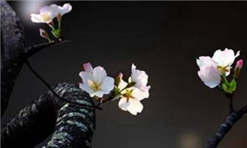 结婚证上的花朵是什么花 世界各地的花朵寓意不同插图