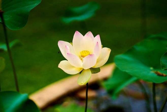 炎上格是富贵之命吗 八字炎上格是什么意思插图