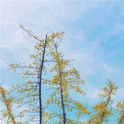 天干五合合化条件及原理 天干五合详解插图