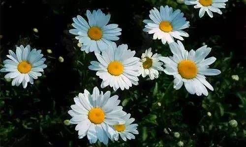 天干十神代表什么意思 天干十神坐支详解插图
