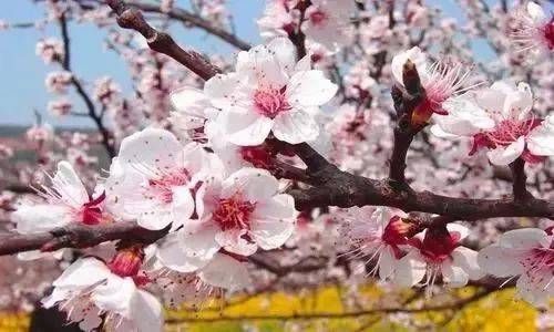 戊日巳时入禄神 八字禄神入命的作用插图