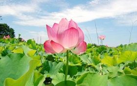 五行土太旺怎么化解 八字土多的男人命运缩略图 五行土太旺怎么化解 八字土多的男人命运