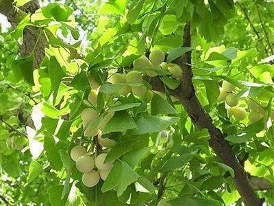花姐童子是什么意思  童子花姐最简单的查法插图