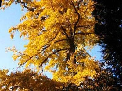 六爻朱雀代表什么意思 六爻朱雀主什么插图