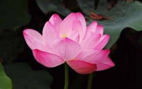夫妻八字不合的表现 八字地支相冲缩略图 夫妻八字不合的表现 八字地支相冲