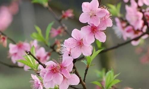 八字相克怎么破解 婚姻八字相克口诀插图