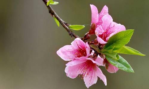 海中金命桃花坐实 有追求者但无爱情插图