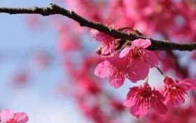 命里缺金的人会怎么样 命里缺金的人忌讳什么缩略图 命里缺金的人会怎么样 命里缺金的人忌讳什么