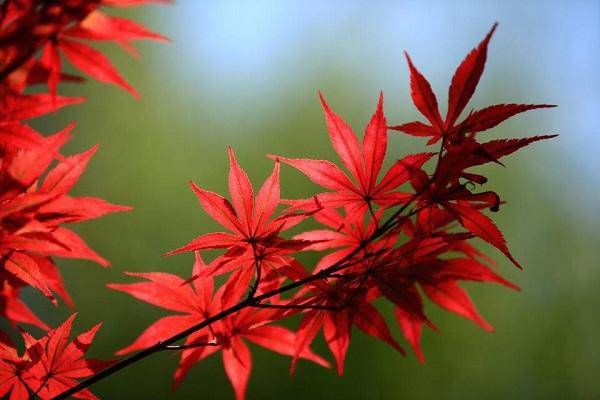 假童子命需要化解吗  如何分辨真假童子命插图