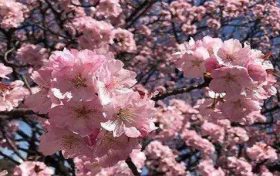 从性别方面看壬辰日出生的人命运如何缩略图 从性别方面看壬辰日出生的人命运如何