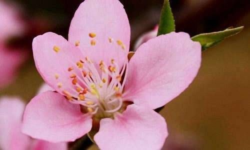 癸丑日出生的人八字很硬 癸丑日出生的人八字命运如何?插图
