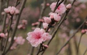 甲戌日出生的人性格和八字命运如何缩略图 甲戌日出生的人性格和八字命运如何