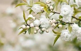 八字命理桃花运 八字合多了好不好缩略图 八字命理桃花运 八字合多了好不好