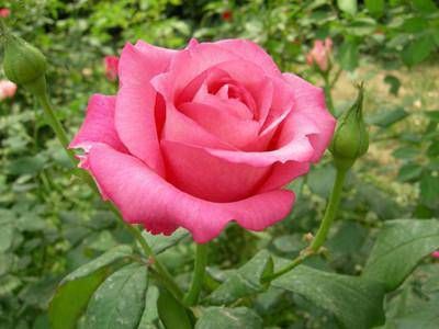 四时节气是什么意思 三命通会论四时节气插图