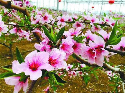 正桃花和烂桃花怎么看出来的插图