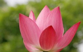 没有命运线的人身上带什么摆件好缩略图 没有命运线的人身上带什么摆件好