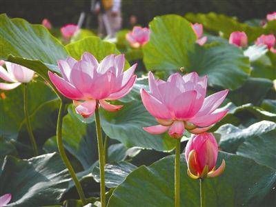丁火喜欢甲木还是庚金 起于甲木最终庚金插图
