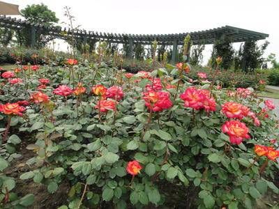 癸亥日的婚姻配偶状况、爱情观和适合婚配日柱插图