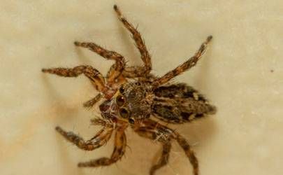 壬寅日出生人的性格和生于卯时怎么样插图