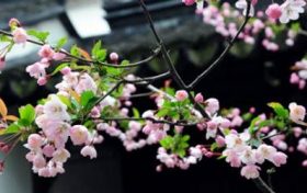 什么叫婚姻合八字?如何合八字算婚姻?缩略图 什么叫婚姻合八字?如何合八字算婚姻?